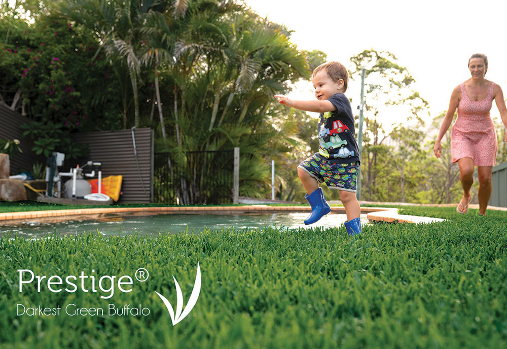 prestige buffalo tarcoola turf farm