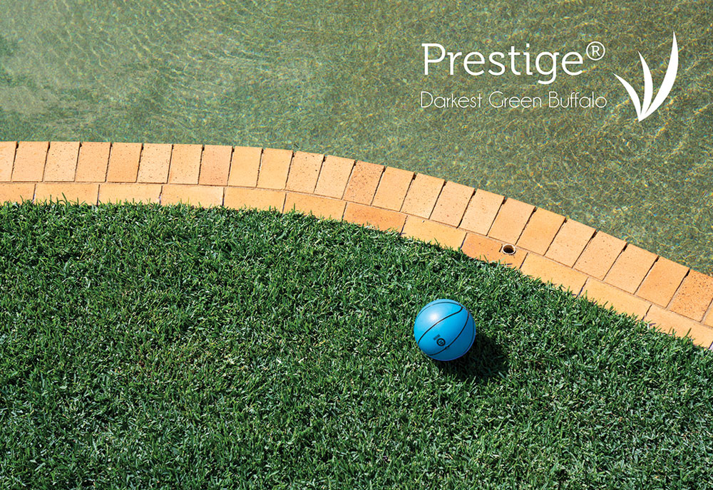 prestige buffalo tarcoola turf farm