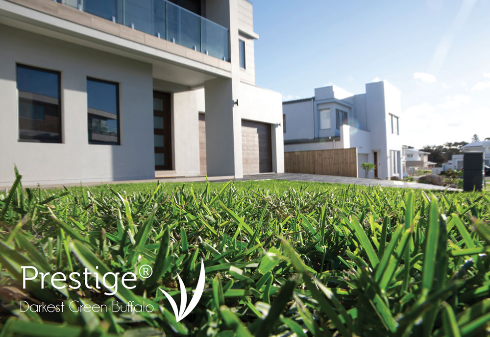 prestige buffalo tarcoola turf farm