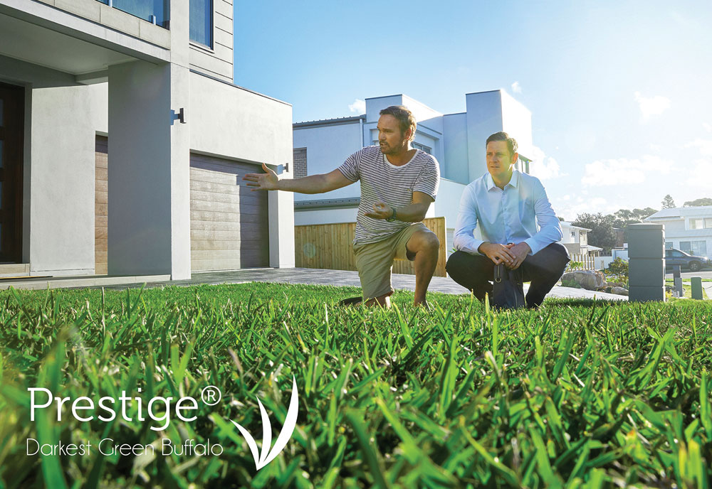 prestige buffalo tarcoola turf farm