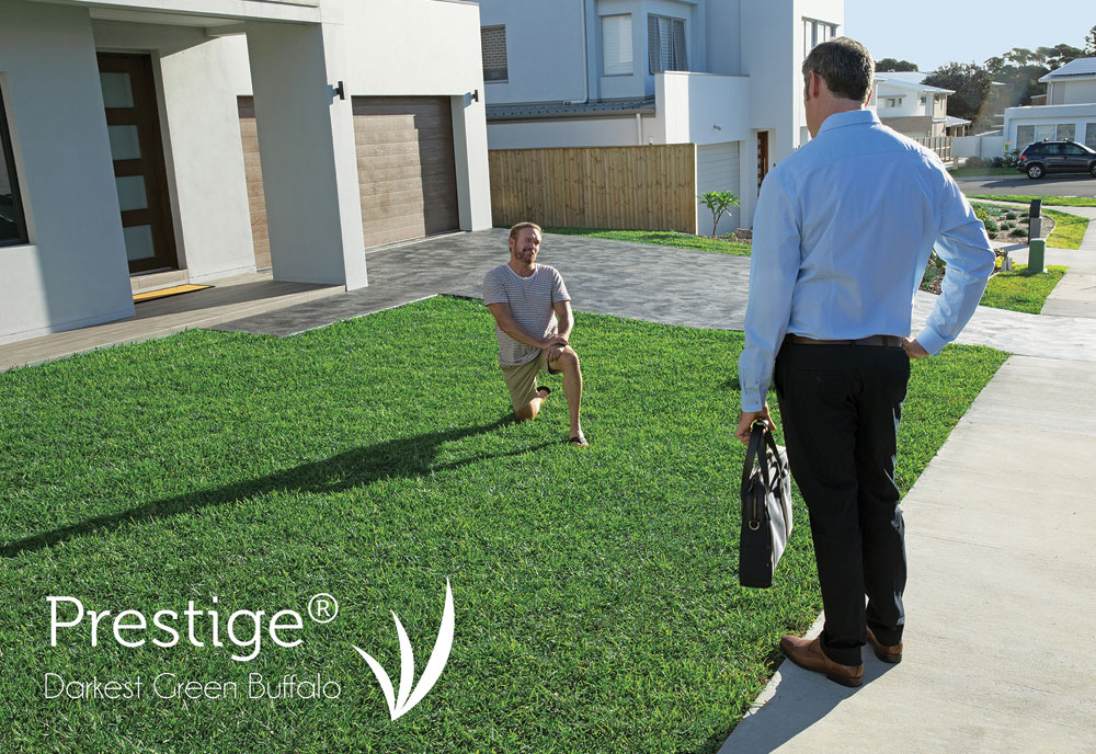 prestige buffalo tarcoola turf farm