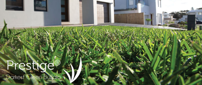 prestige-buffalo-tarcoola-turf-wagga-wagga prestige buffalo lawn