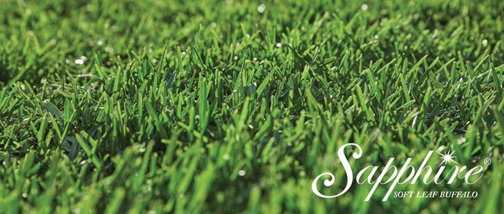 sapphire-buffalo-tarcoola-turf-wagga-wagga Sapphire soft leaf buffalo tarcoola turf