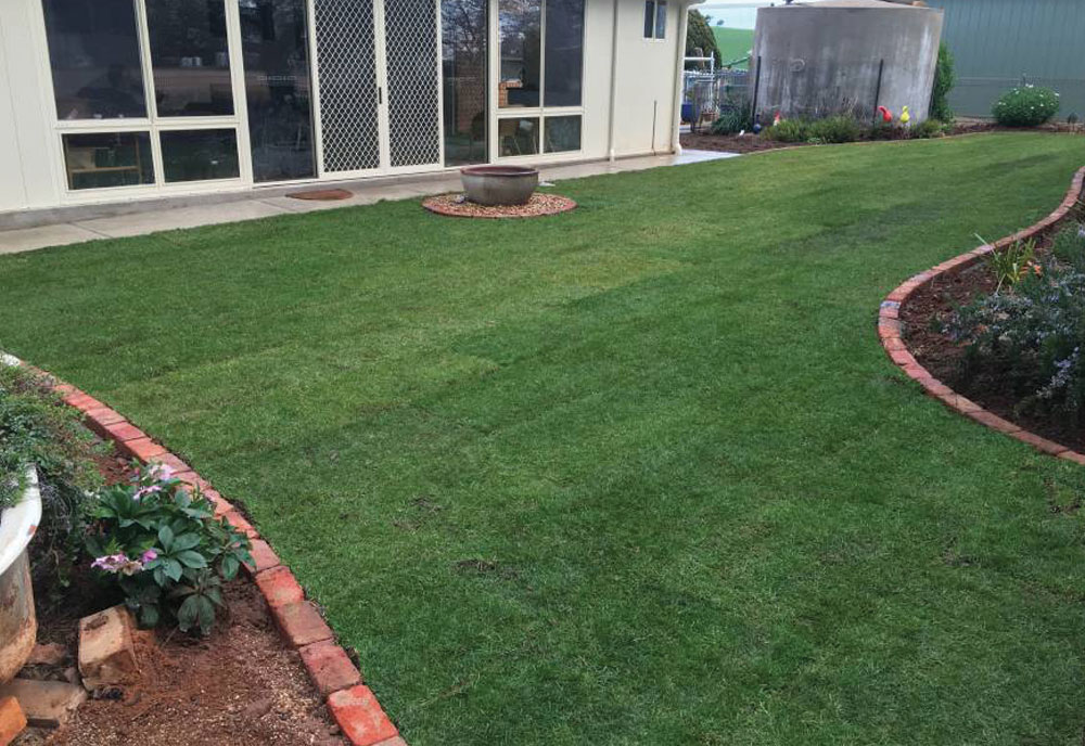 tarcoola kikuyu turf and lawn