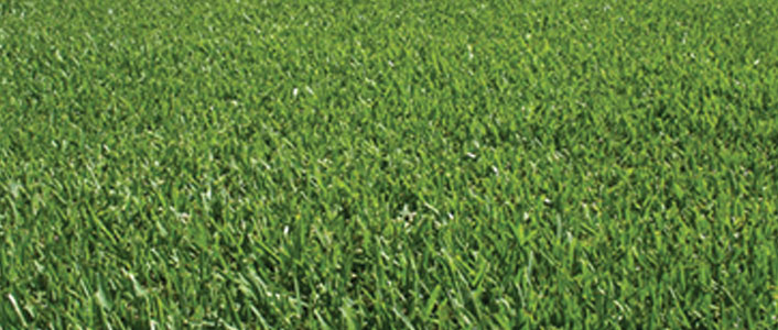 tarcoola-kikuyu-tarcoola-turf-wagga-wagga tarcoola kikuyu tarcoola turf farm