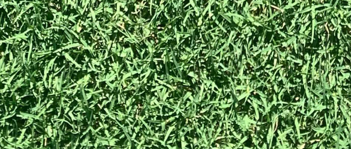 santa-ana-couch-tarcoola-turf-wagga-wagga santa anna couch lawn